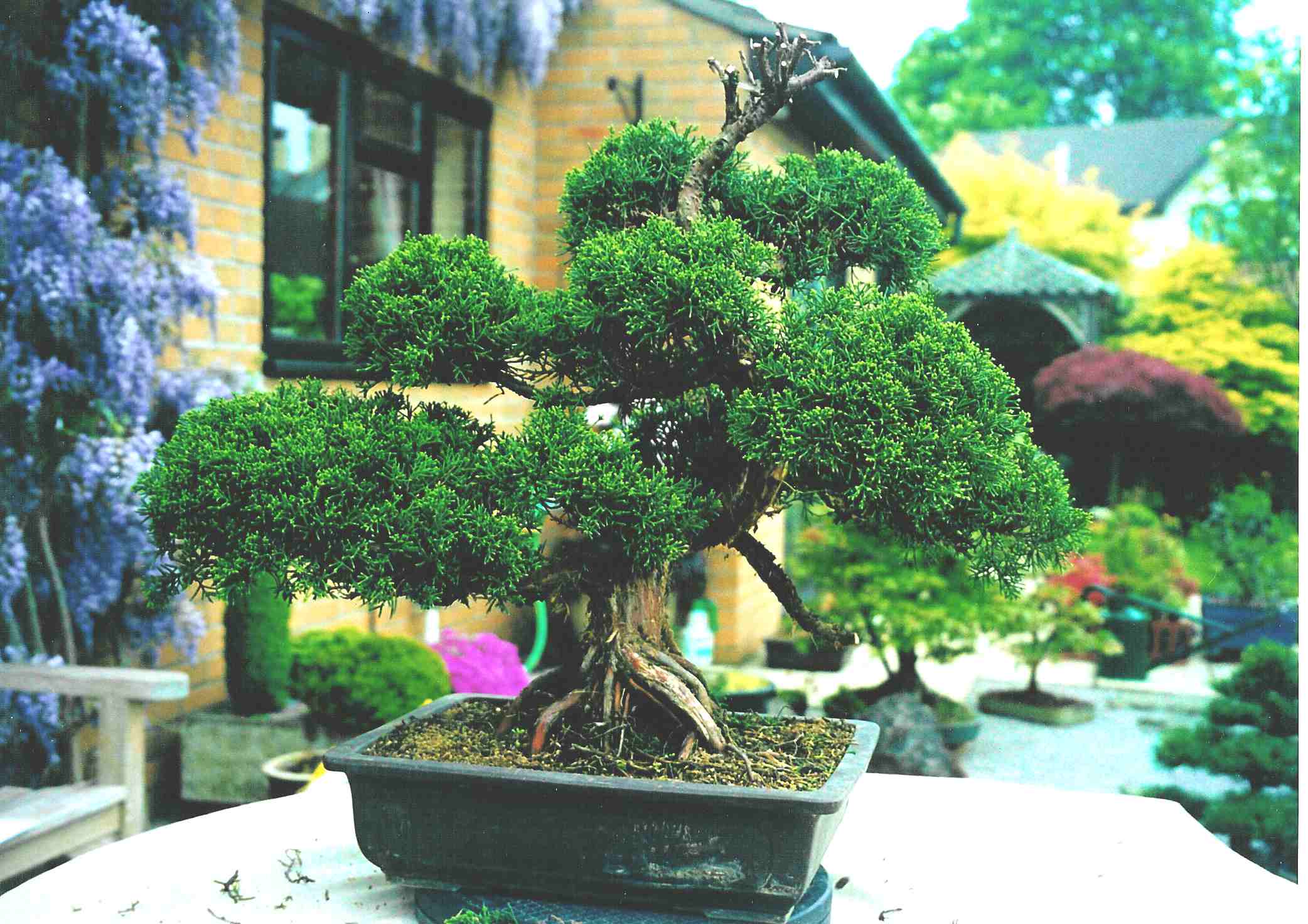 Gallery of Styled Bonsai Trees from LV Bonsai