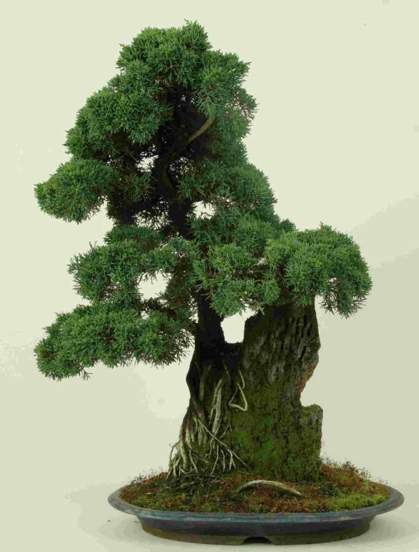Juniper Bonsai Species Guide from LV Bonsai
