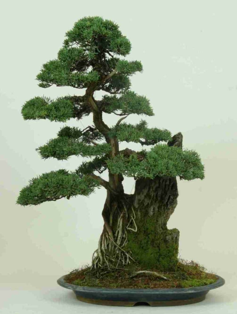Juniper Bonsai Species Guide from LV Bonsai