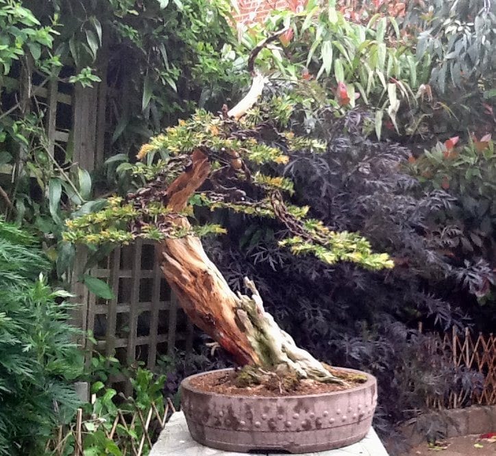 Gallery of Styled Bonsai Trees from LV Bonsai home wiring tools 