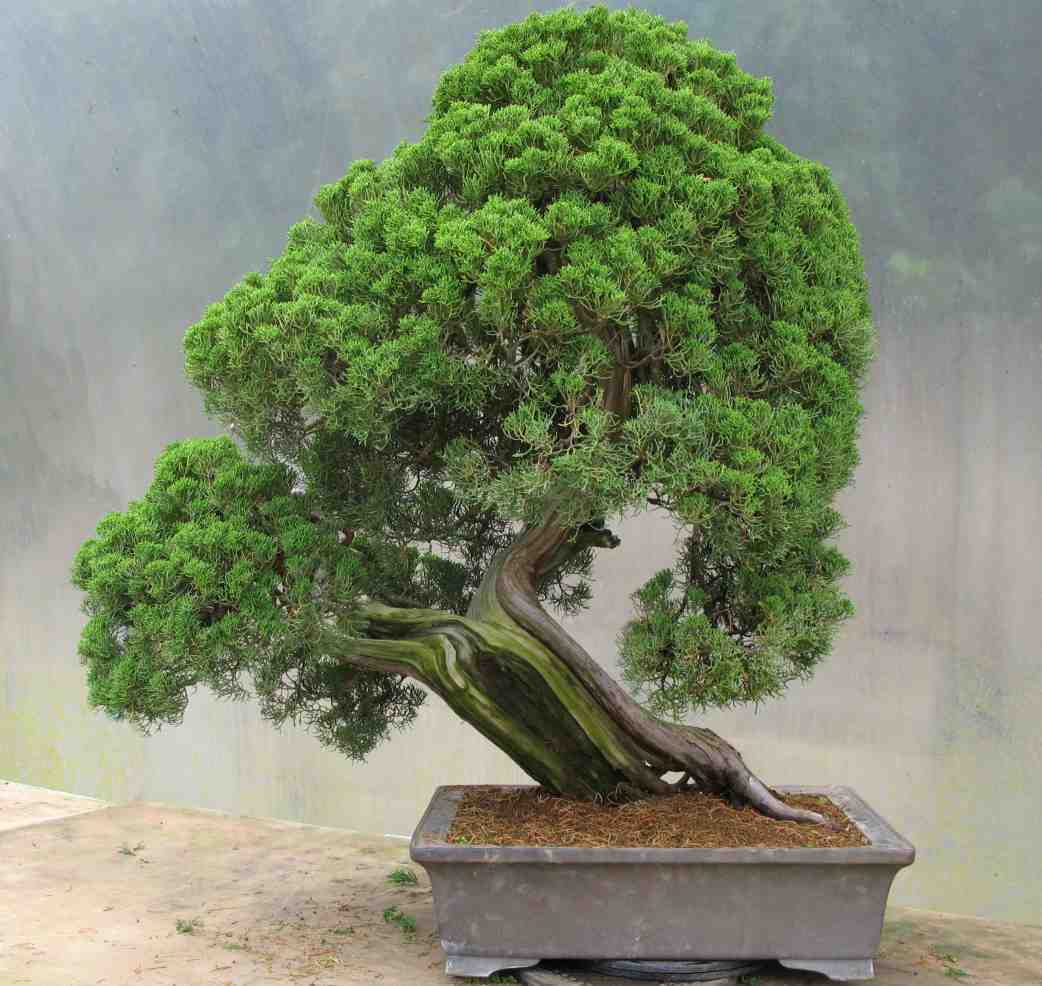 Yamadori Japanese Itoigawa Juniper (3) LV Bonsai
