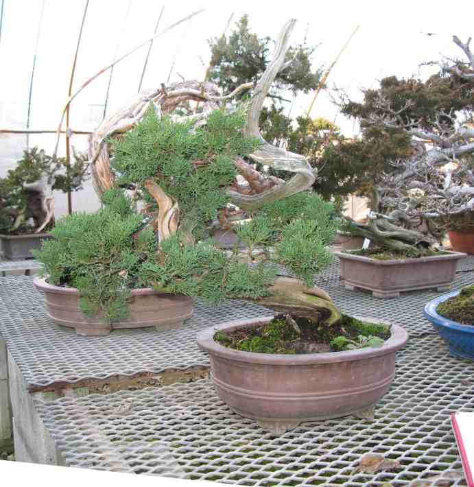 Yamadori Japanese Itoigawa Juniper LV Bonsai
