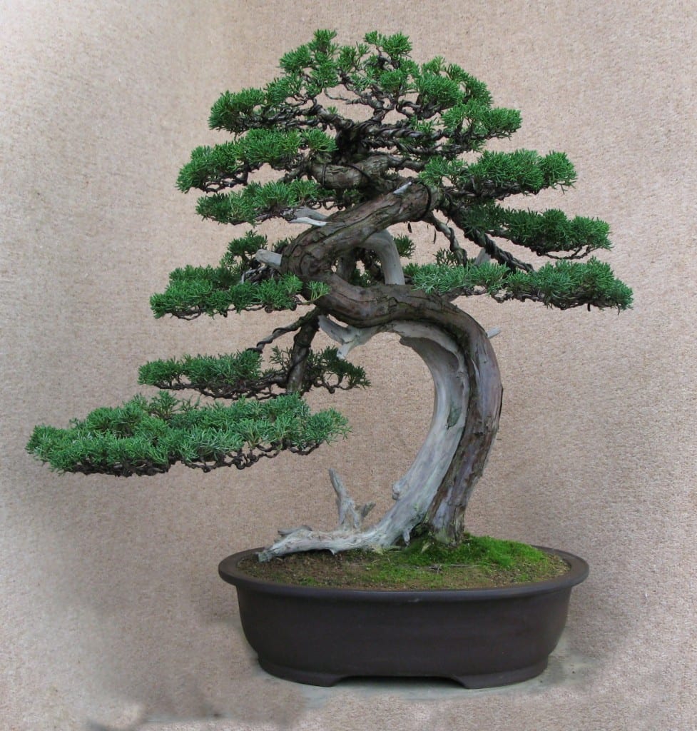 Yamadori Japanese Itoigawa Juniper LV Bonsai
